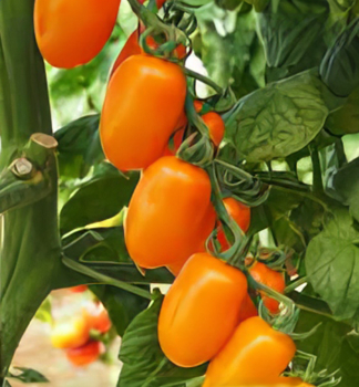 Raj�ina kol�kov� cherry �FANTINO F1� kont. 0,5 l