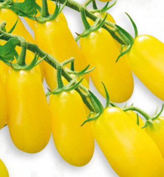 Raj�ina kol�kov� cherry �LEMONPLUM F1� kont. 0,5 l