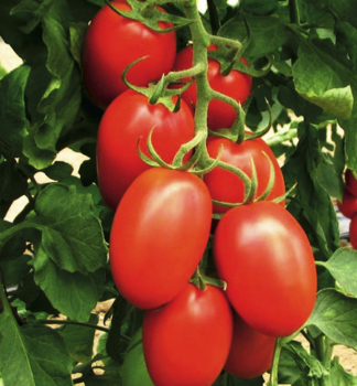 Raj�ina kol�kov� �LUANA� kont. 0,5 l