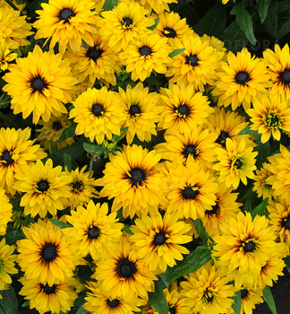Rudbekia �FLAMENCO� YELLOW� kont. 0,5 l