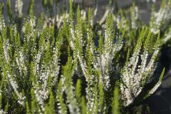 Obr�zok (1)