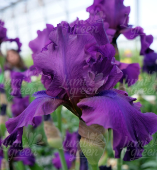 Obr�zok (7)