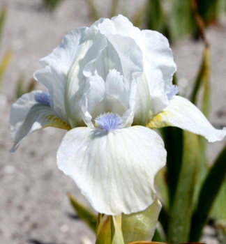 Obr�zok (5)