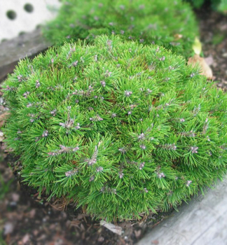 Borovica pyrenejská ´GRUNE WELLE´ 10-15 cm, kont. 5 l