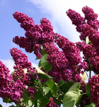 Orgovn obyajn ZNAMYA LENINA 100-110 cm, kont. 5 l