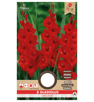 Cibule - Me��k (Gladiolus) �MASCAGNI�, 8 ks v balen�
