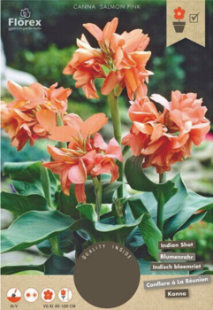 Cibule - Kana indick� 'SALMON PINK', 1 ks v balen�