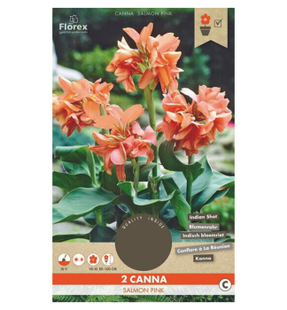 Cibule - Kana indick� 'SALMON PINK', 2 ks v balen�