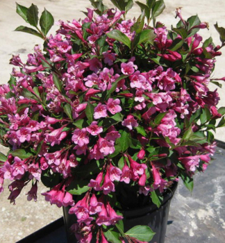 Vajgela kvetnatá ´MINUET´ 40-50 cm, kont. 2,5 l