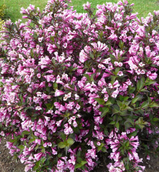 Vajgela kvetnatá ´NANA PURPUREA´ 70-80 cm, kont. 4 l