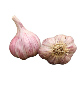 Cesnak sadbov� �SLAVIN� 250 g, pali�iak, 4 hl�vky