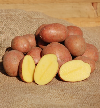 ZEMIAKOV� SADBA �BIRGIT� 1kg/vani�ka