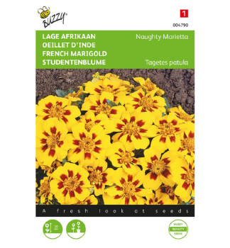 Semen� - AKSAMIETNICA ROZLO�IT� N�ZKA�MARIETTA�