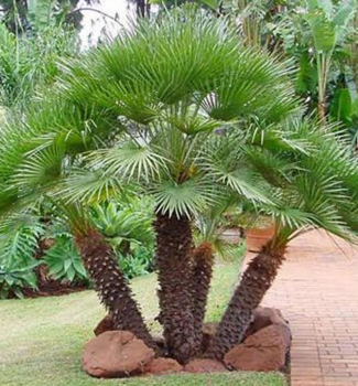 Palma nízka (Chamaerops humilis), 40-50 cm kont. 3 l