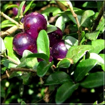 Obr�zok (4)
