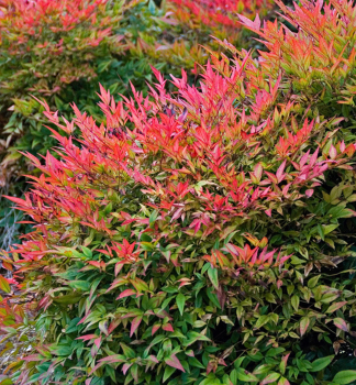 Nandina dom�ca �GULF STREAM� 20-30 cm, kont. 2,5 l