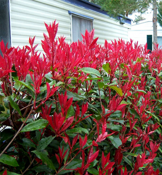 ervienka Fraserova CAMILVY 30-40 cm, kont. 2,5 l