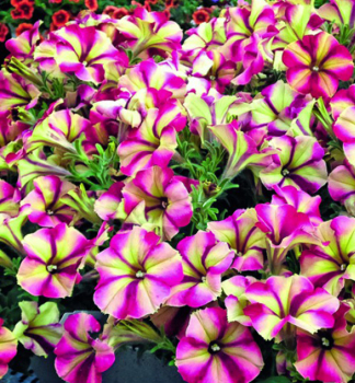 Pet�nia vzpriamen� �CRAZYTUNIA� RAZZMATAZZ�, kont. 0,5 l