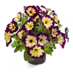 Pet�nia vzpriamen� �CRAZYTUNIA� MOONSTRUCK�, kont. 0,5 l