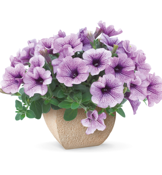 Surf�nia previsnut� �PURPLE VEIN�, kont. 0,5 l