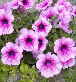 Surf�nia previsnut� �PINK VEIN��, kont. 0,5 l