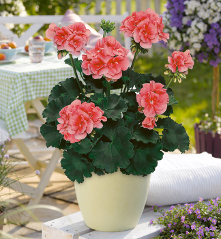 Pelarg�nia vzpriamen� �LORENA�, kont. 0,5 l