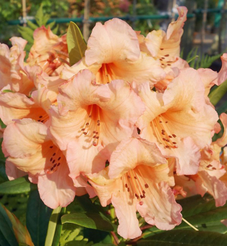 Rododendron hybridný ´TORTOISESHELL ORANGE´ 40-50 cm, kont. 5 l 