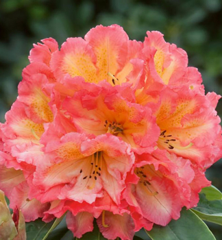Rododendron hybridný ´SCYPHOCALIX´ 30-40 cm, kont. 5 l 