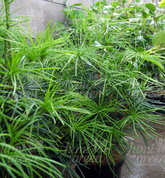 Obr�zok (8)