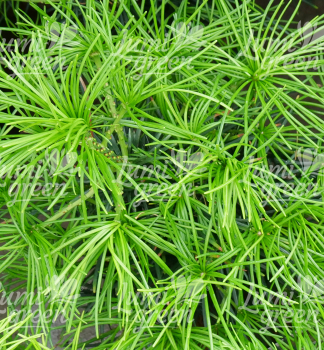 Obr�zok (9)