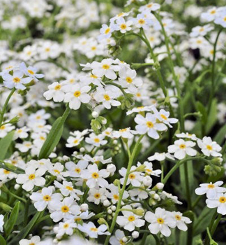 Nez�budka mo�iarna �ALBA� kont. 0,5 l