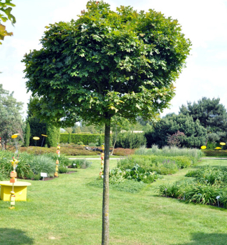 Dub mo�iarny �GREEN DWARF� na kmienku 180 cm, kont. 12 l