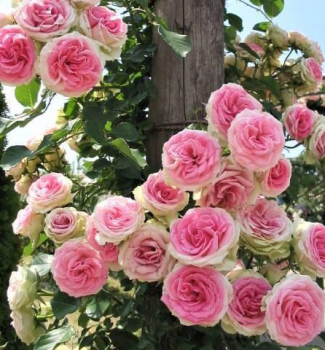 Ru�a pop�nav� �MINI EDEN ROSE�� *, kont. 2 l