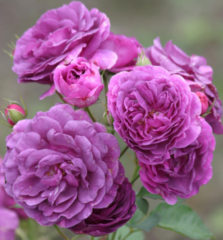 Ru�a mnohokvet� �MINERVA�� ** na kmienku 60 cm, kont. 7,5 l