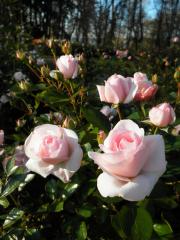 Obr�zok (4)