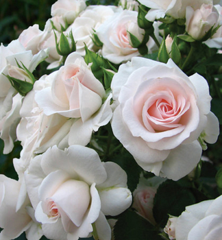 Ru�a mnohokvet� �ASPIRIN ROSE�� * Tantau, kont. 2 l