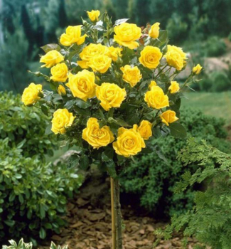 Ruža stromčeková ´LANDORA´, na kmienku 100 cm, zemný bal