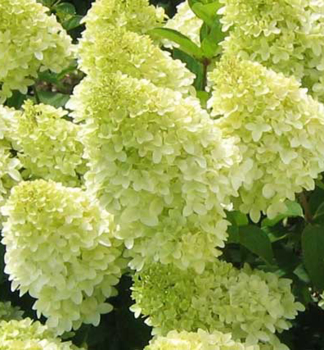 Hortenzia metlinat MAGICAL CANDLE 15-20 cm, kont. 1,4 l