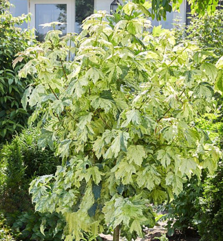 Javor horsk� �HERMITAGE� na kmienku 90 cm, kont. 10 l