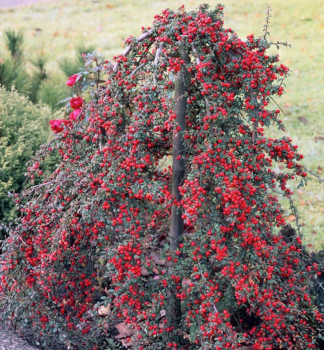 Skaln�k Dammerov �CORAL BEAUTY� na kmienku 120 cm, kont. 7,5 l