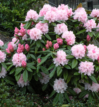 Rododendron hybridný ´CHRISTMAS CHEER´ 30-40 cm, kont. 5 l