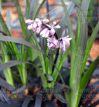 Obr�zok (6)