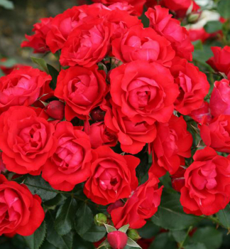 Ruža mnohokvetá ´BLACK FOREST ROSE®´ * ADR, Kordes 2010, 60-70 cm, kont. 2 l