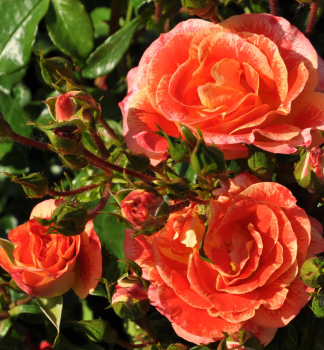 Ruža mnohokvetá ´AIRBRUSH®´ * Kordes 2013, 50-60 cm, kont. 2 l