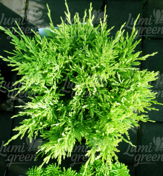 Obr�zok (7)