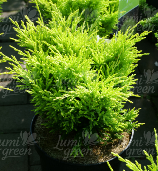 Obr�zok (8)