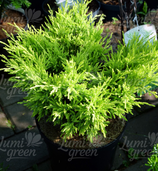 Obr�zok (9)