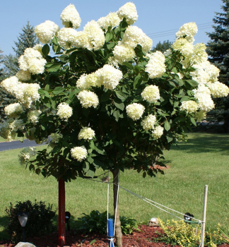 Hortenzia metlinatá ´LIMELIGHT®´ na kmienku 50 cm, kont. 4,5 l