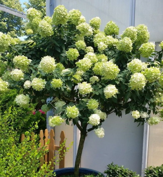 Hortenzia metlinat� �LIMELIGHT�� na kmienku 40 cm, kont. 7,5 l