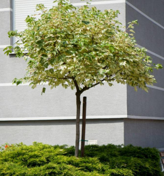 Javor horsk� �SIMON-LOUIS FRERES�, na kmienku 120 cm, kont. 7,5 l